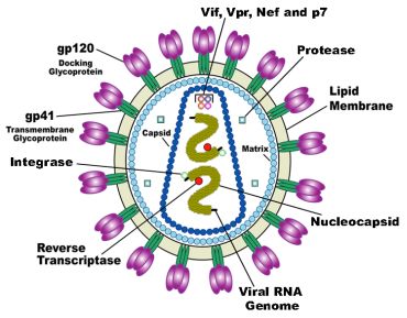 HIV vírus