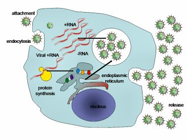 O curso da infecção viral da célula