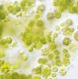 algae - a global source of omega-3 oil