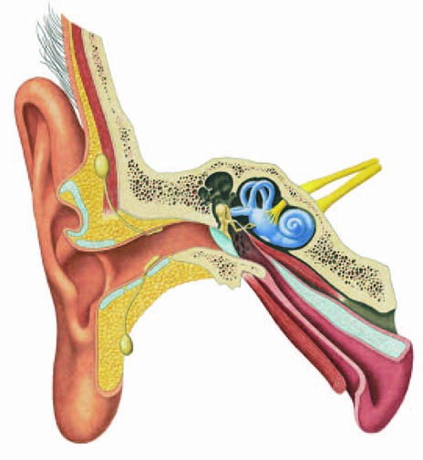 vnútorné ucho