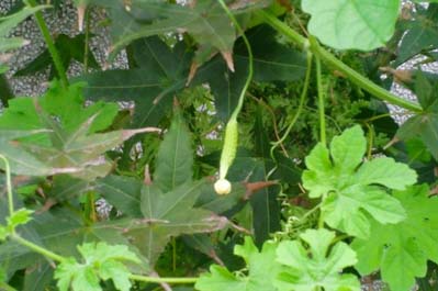 Balsam mela - giovane frutta (Autore: Boris Štítnický)