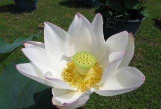 cvet lotosa
