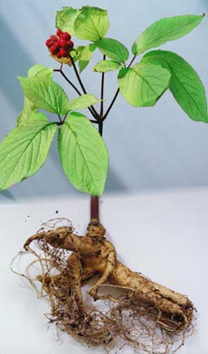 Planta y la raíz de Panax ginseng