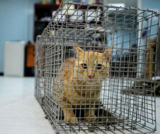 Katze in einem Käfig