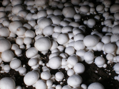 Funghi in una configurazione orizzontale - un buio, fiore-letto ben concimato