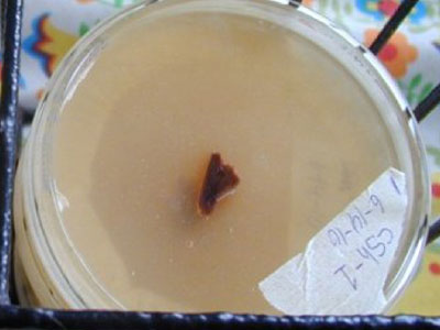 Boltcovitka (fungo orecchio, Auricularia auricula-Judah) clonato in agar