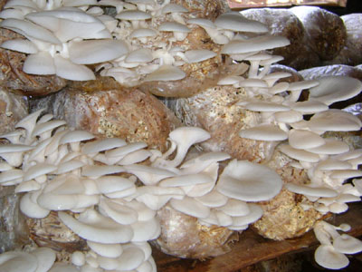 Crescente funghi su tronchi in configurazione verticale
