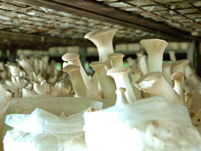 corpi fruttiferi di ostriche Mackov in configurazione orizzontale