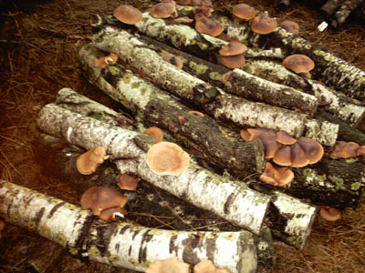 Coltivazione dei funghi su legno pieno