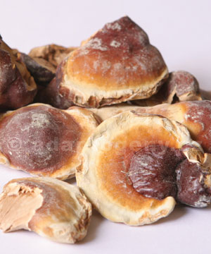 corpi fruttiferi di funghi Lingzhi