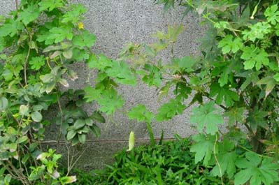Momordika - celá rostlina (autor: Boris Štítnický)