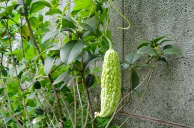 Momordika - maturing fruit (author: Boris Štítnický)