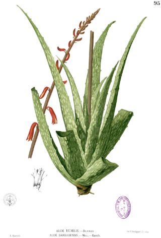 Aloe vera (Aloe vera)