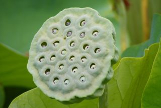 Cible de fleur avec des noix de maturation