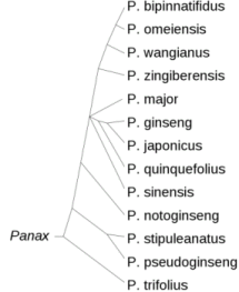 Filogenetikai fa a nemzetség Panax